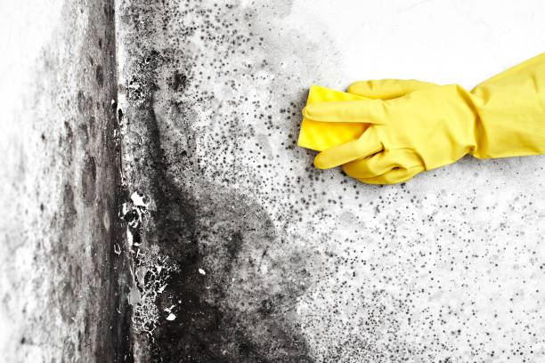 Best Mold Testing and Removal  in Neffs, OH