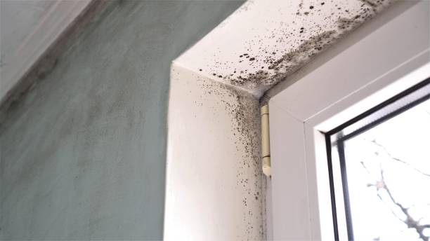 Best Crawl Space Mold Removal  in Neffs, OH