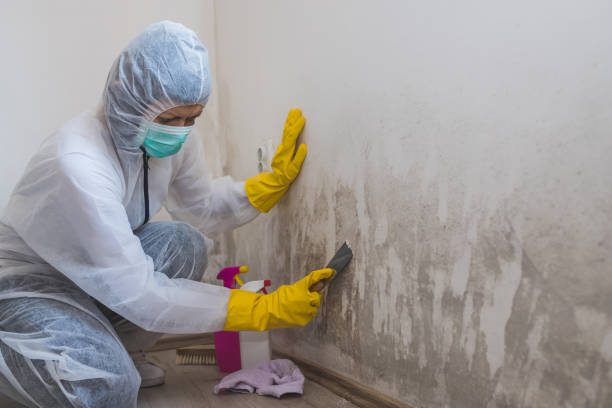 Best Office Mold Removal Services  in Neffs, OH