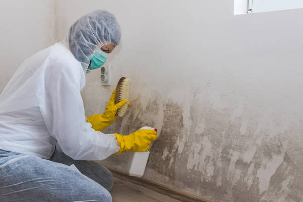 Best Professional Mold Removal  in Neffs, OH