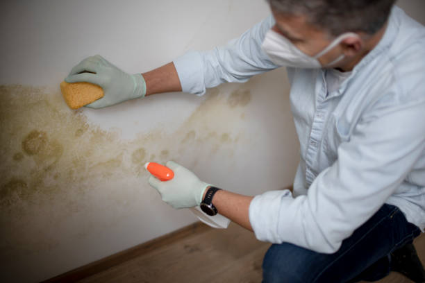 Mold Testing and Removal in Neffs, OH