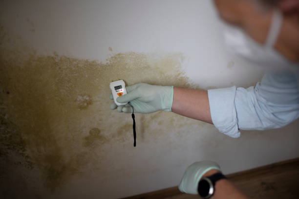 Best Affordable Mold Removal  in Neffs, OH