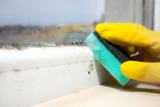 Best Mold Removal Company Near Me  in Neffs, OH