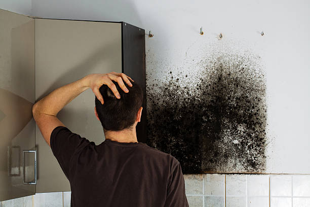 Best Emergency Mold Removal  in Neffs, OH